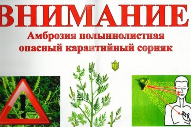 ambroziya1 3